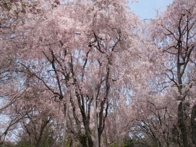 Kyoto Temples