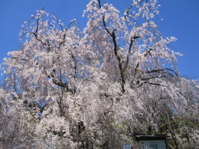 Kyoto Temples