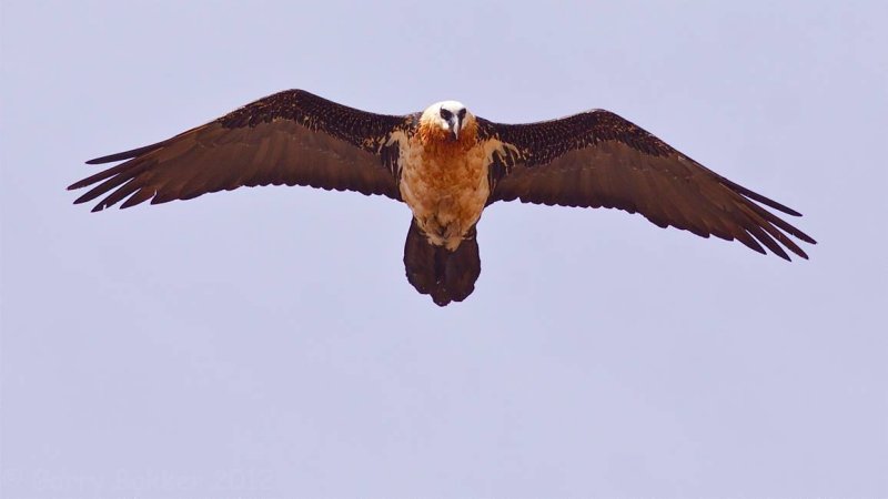 Lammergeier