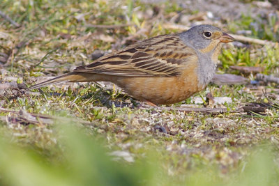 Cretzschmar's Bunting - Emberiza caesia - Bruinkeelortolaan