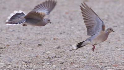 European Turtle Dove - Streptopelia turtur - Zomertortel