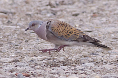 European Turtle Dove - Streptopelia turtur - Zomertortel