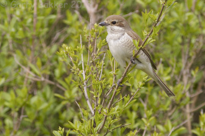 Red-backed Shrike - Lanius collurio - Grauwe Klauwier