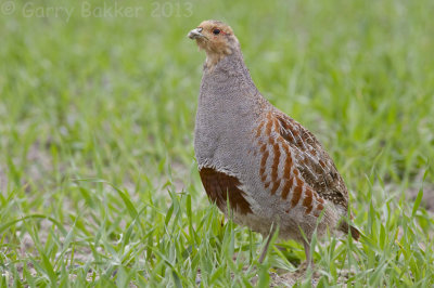 Grey Partridge - Perdix perdix - Patrijs