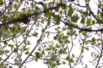 Golden Oriole - Oriolus oriolus - Wielewaal