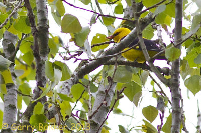 Golden Oriole - Oriolus oriolus - Wielewaal