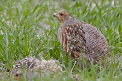 Grey Partridge - Perdix perdix - Patrijs