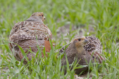 Grey Partridge - Perdix perdix - Patrijs
