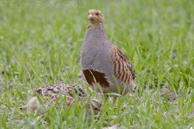 Grey Partridge - Perdix perdix - Patrijs