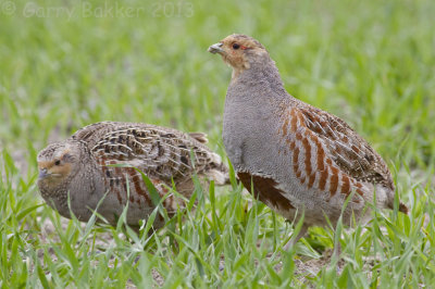 Grey Partridge - Perdix perdix - Patrijs