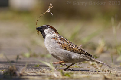 House Sparrow - Passer domesticus - Huismus