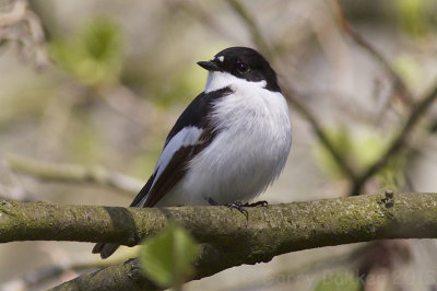 Pied Flycatcher - Ficedula hypoleuca - Bonte Vliegenvanger