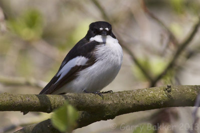 Pied Flycatcher - Ficedula hypoleuca - Bonte Vliegenvanger