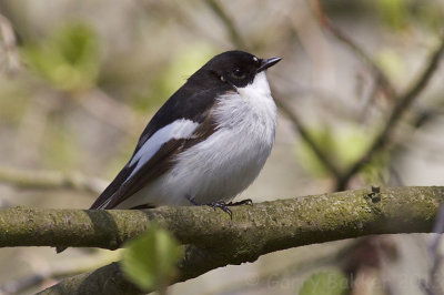Pied Flycatcher - Ficedula hypoleuca - Bonte Vliegenvanger