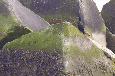 European Shag - Stictocarbo aristoteles - Kuifaalscholver