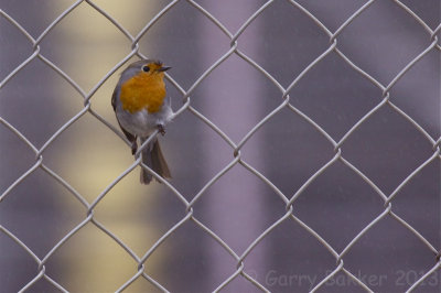 European Robin - Erythacus rubecula - Roodborst