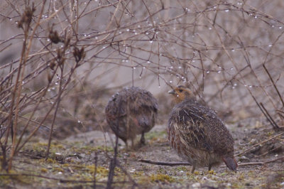 Grey Partridge - Perdix perdix - Patrijs