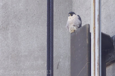 Peregrine Falcon - Falco peregrinus - Slechtvalk