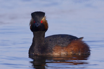 Black-necked Grebe - Podiceps nigricollis - Geoorde Fuut