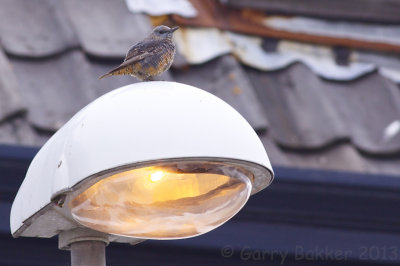 Common Rock Thrush - Monticola saxatilis - Rode Rotslijster