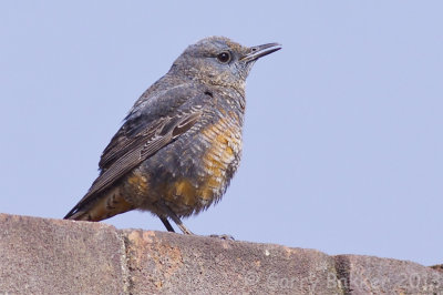 Common Rock Thrush - Monticola saxatilis - Rode Rotslijster