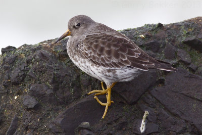 Purple Sandpiper - Calidris maritima - Paarse Strandloper