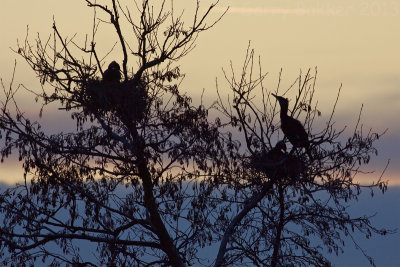 Great Cormorants - Phalacrocorax carbo sinensis - Aalscholvers
