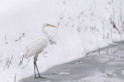Great Egret - Casmerodius albus - Grote Zilverreiger