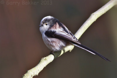 Long-tailed Tit - Aegithalos caudatus - Staartmees