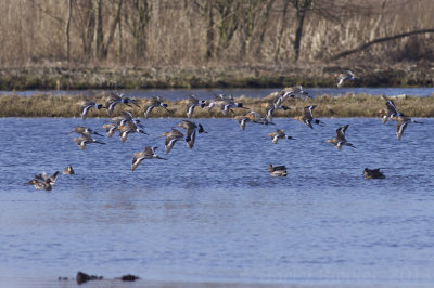 Black-tailed Godwits - Limosa limosa - Grutto's