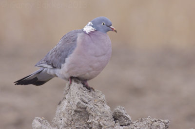 Wood Pigeon - Columba palumbus - Houtduif