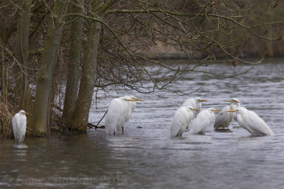 Great Egrets - Casmerodius albus - Grote Zilverreiger