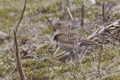 Common Skylark - Alauda arvensis - Veldleeuwerik