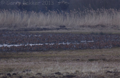 Black-tailed Godwits - Limosa limosa - Grutto's