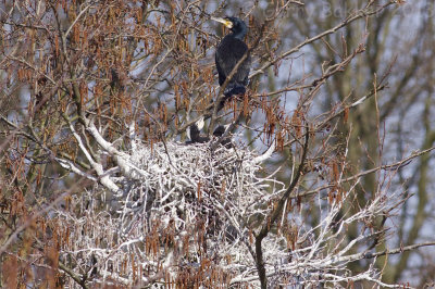 Great Cormortants - Phalacrocorax carbo sinensis - Aalscholvers