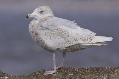 Glaucous Gull - Larus hyperboreus - Grote Burgemeester