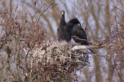 Great Cormorants - Phalacrocorax carbo sinensis - Aalscholvers
