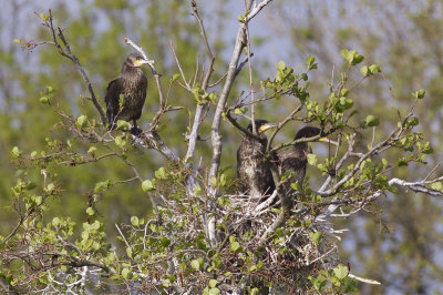 Great Cormorants - Phalacrocorax carbo sinensis - Aalscholvers