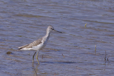 Common Greenshank - Tringa nebularia - Groenpootruiter