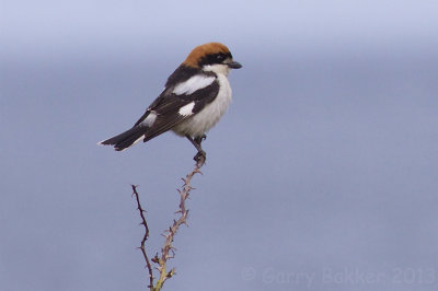 Woodchat Shrike - Lanius senator - Roodkopklauwier