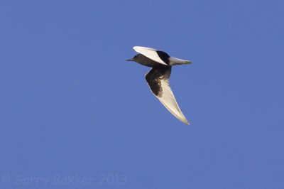 White-winged Tern - Chlidonias leucopterus - Witvleugelstern