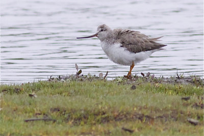 Terek Sandpiper - Xenus cinereus - Terekruiter