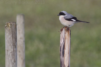 Lesser Grey Shrike - Lanius minor - Kleine Klapekster