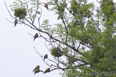 European Bee-eaters - Merops apiaster - Bijeneters