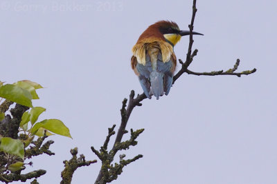 European Bee-eater - Merops apiaster - Bijeneter
