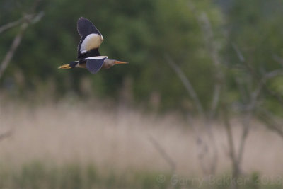 Little Bittern - Ixobrychus minutus - Wouwaapje