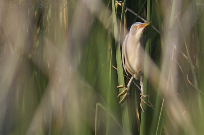 Little Bittern - Ixobrychus minutus - Wouwaapje