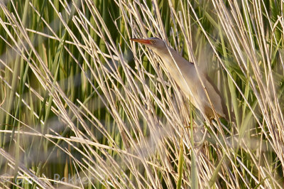 Little Bittern - Ixobrychus minutus - Wouwaapje