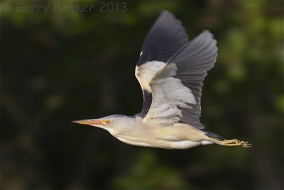 Little Bittern - Ixobrychus minutus - Wouwaapje