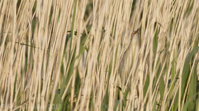 Little Bittern - Ixobrychus minutus - Wouwaapje